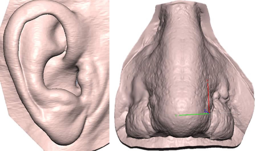 3D Scan Ear-Nose